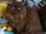 2 chatons femelles British Longhair non LOOF nés en mars 2026 à vendre