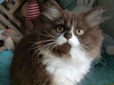 2 chatons femelles British Longhair non LOOF nés en mars 2026 à vendre