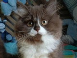 2 chatons femelles British Longhair non LOOF nés en mars 2026 à vendre