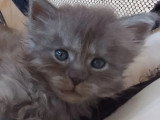 Portée Maine Coon LOOF 5 chatons nés mai 2026 à réserver