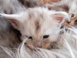Portée Maine Coon LOOF 5 chatons nés mai 2026 à réserver