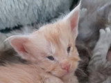 Portée Maine Coon LOOF 5 chatons nés mai 2026 à réserver