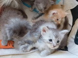 Portée Maine Coon LOOF 5 chatons nés mai 2026 à réserver