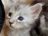 Portée Maine Coon LOOF 5 chatons nés mai 2026 à réserver