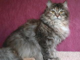 Chatte Sibérienne blue tortie silver LOOF à vendre