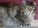 Chatte Sibérienne blue tortie silver LOOF à vendre