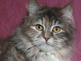 Chatte Sibérienne blue tortie silver LOOF à vendre