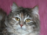 Chatte Sibérienne blue tortie silver LOOF à vendre
