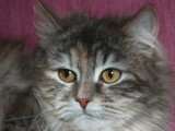 Chatte Sibérienne blue tortie silver LOOF à vendre