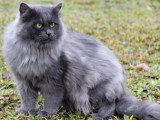 Chat Sibérien blue smoke LOOF de 6 ans à vendre