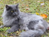 Chat Sibérien blue smoke LOOF de 6 ans à vendre