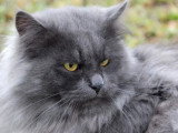 Chat Sibérien blue smoke LOOF de 6 ans à vendre