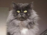 Chat Sibérien blue smoke LOOF de 6 ans à vendre