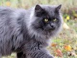 Chat Sibérien blue smoke LOOF de 6 ans à vendre