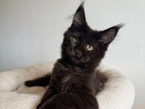 Deux chatons Maine Coon non LOOF un mâle bleu une femelle noire à vendre