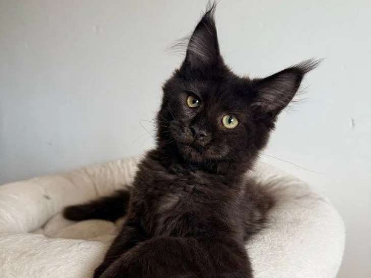 Deux chatons Maine Coon non LOOF un mâle bleu une femelle noire à vendre