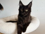 Deux chatons Maine Coon non LOOF un mâle bleu une femelle noire à vendre