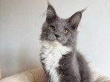 Deux chatons Maine Coon non LOOF un mâle bleu une femelle noire à vendre