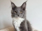 Deux chatons Maine Coon non LOOF un mâle bleu une femelle noire à vendre