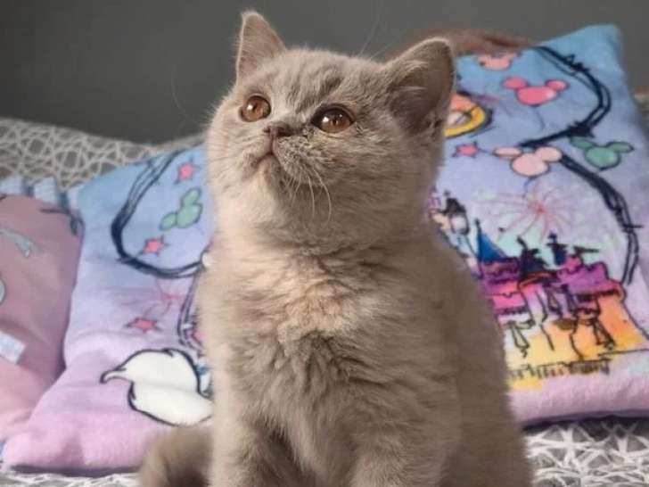 Deux chatons British Shorthair LOOF femelles à vendre de mars 2026