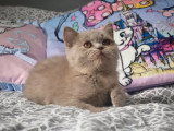 Deux chatons British Shorthair LOOF femelles à vendre de mars 2026