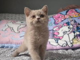 Deux chatons British Shorthair LOOF femelles à vendre de mars 2026