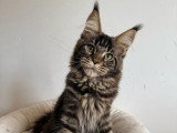 Chaton Maine Coon mâle non LOOF de janvier 2026 à vendre