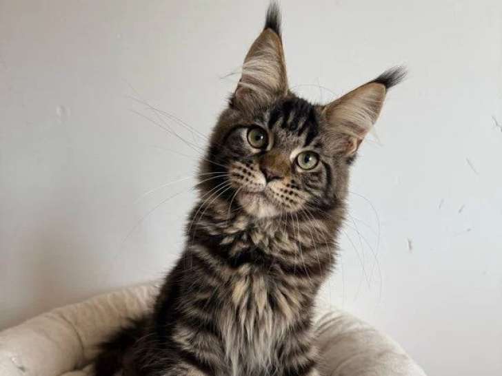 Chaton Maine Coon mâle non LOOF de janvier 2026 à vendre