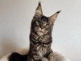 Chaton Maine Coon mâle non LOOF de janvier 2026 à vendre
