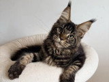 Chaton Maine Coon mâle non LOOF de janvier 2026 à vendre