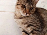 À adopter : chaton femelle de 5 mois