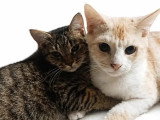 À adopter : chaton femelle de 5 mois