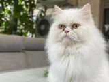 Disponible à l'adoption : chat Himalayen blanc d'un an