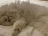 Disponible à l'adoption : chat Himalayen blanc d'un an