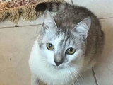 Prêt pour l'adoption : chaton mâle gris et blanc de 10 mois