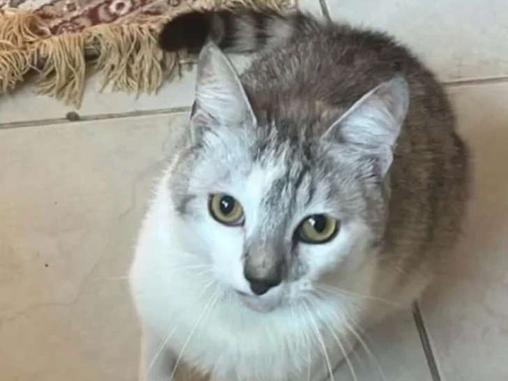 Prêt pour l'adoption : chaton mâle gris et blanc de 10 mois