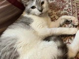 Prêt pour l'adoption : chaton mâle gris et blanc de 10 mois