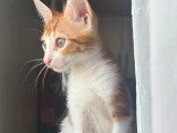 En quête d'un foyer : chaton mâle de 4 mois