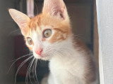 En quête d'un foyer : chaton mâle de 4 mois