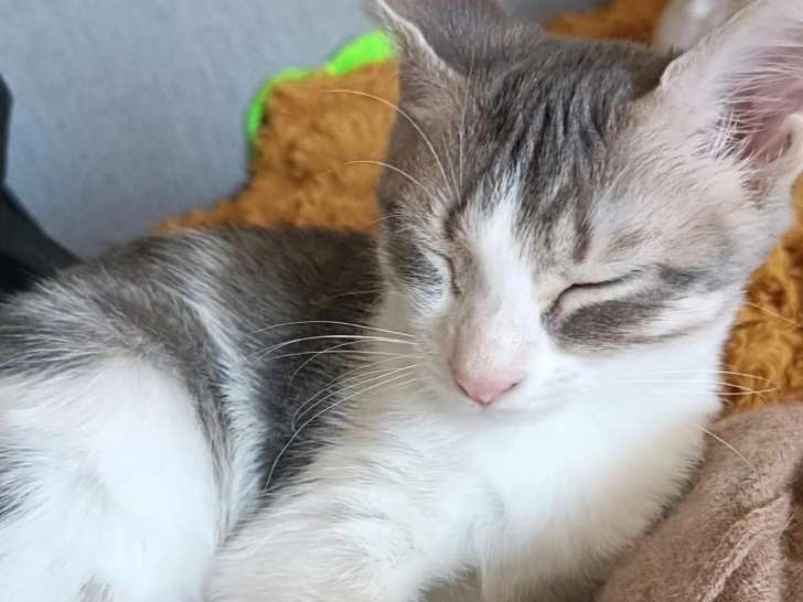 À la recherche d'une famille : chaton femelle de 4 mois
