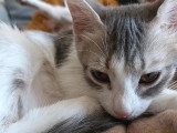 À la recherche d'une famille : chaton femelle de 4 mois