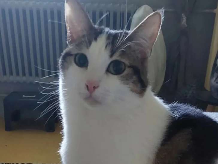 À adopter : chat tigré blanc de 2 ans