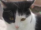 Disponible à l'adoption : chatte noire et blanche d'un an