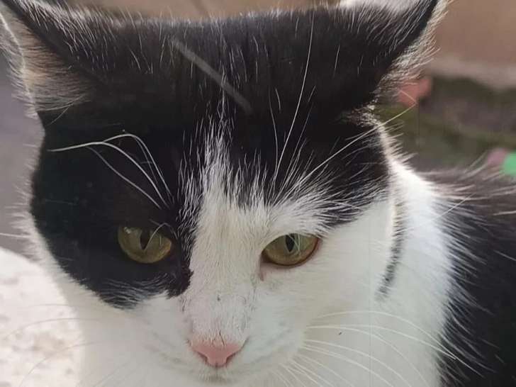 Disponible à l'adoption : chatte noire et blanche d'un an