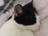 Disponible à l'adoption : chatte noire et blanche d'un an