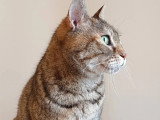 En attente d'adoption : chatte tigrée grise de 13 ans