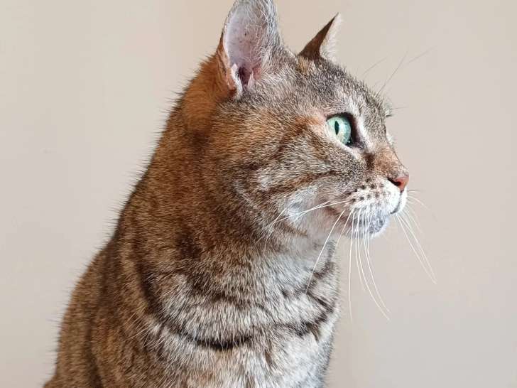 En attente d'adoption : chatte tigrée grise de 13 ans