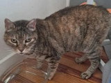 En attente d'adoption : chatte tigrée grise de 13 ans