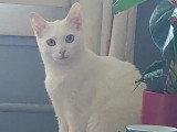 En attente d'un foyer : chatte blanche de 4 ans