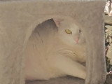 En attente d'un foyer : chatte blanche de 4 ans